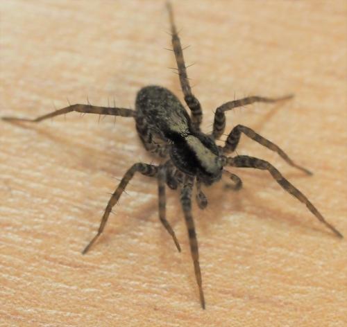 Pardosa sp.